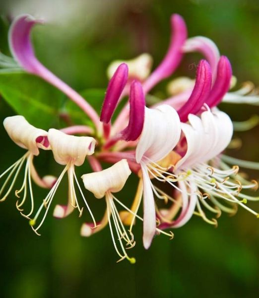 Lonicera japonica 'Chinensis'
